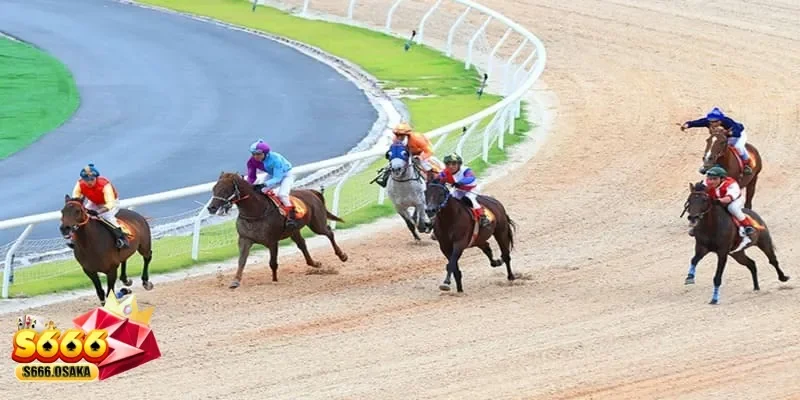 cá cược đua ngựa