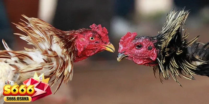 đá gà cựa sắt