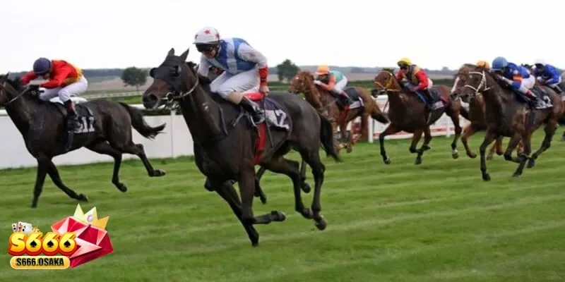 cá cược đua ngựa