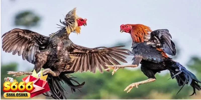 đá gà cựa sắt